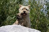 CAIRN TERRIER 448